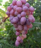 Саженцы, рассада винограда