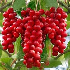 Предлагаем купить лимонник китайский