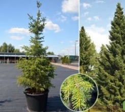 Купить ель сербскую в Киеве недорого
