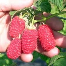 Продаються саджанці малини Лачка (Чернігів, Суми)