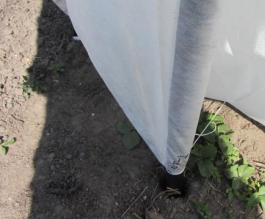 У продажу парник з агроволокна