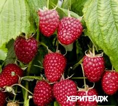 Малина харітейдж купити