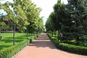 Продаємо декоративні дерева для озеленення