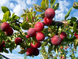 Саженцы плодовых культур: продажа, Киев