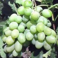 Елітні сорти винограду, недорого