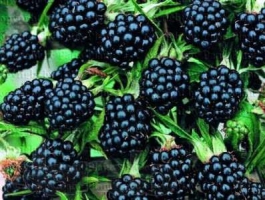 Сажанцы ежевики. Уникальный сорт ежевики Торнфри