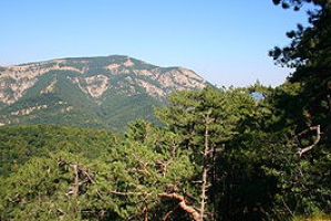 Предлагаем широкий ассортимент крымских елок