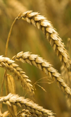 Продаж насіння озимої пшениці. Ціна відповідає якості!