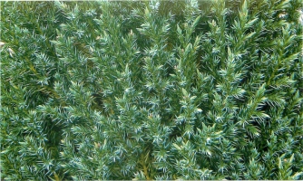 Купить можжевельник козацкий, можжевельник китайский