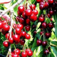 Предлагаем купить саженцы черешни в Киеве