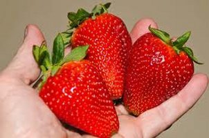 Продаем рассаду клубники Альба. Доставка по всей Украине