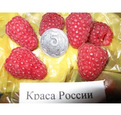 До 30% знижки на хороші сорти малини