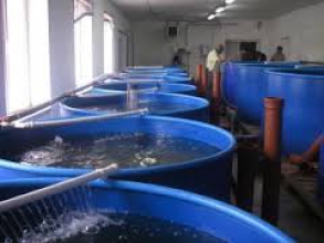 В продажу обладнання для вирощування риби на УЗВ