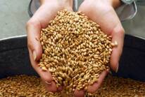 Wheat to become more expensive due to Ukraine