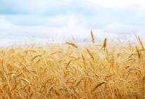 Ukraine expects to gather 50 million tons of grain harvest