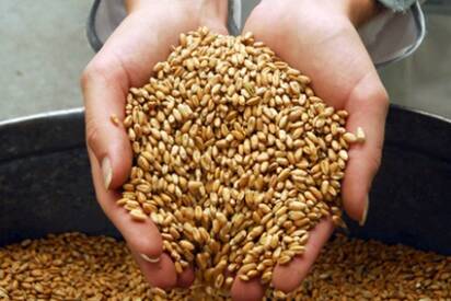 Wheat to become more expensive due to Ukraine Wheat to become more expensive due to Ukraine
