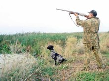 Охоту на волков в Украине ограничили до пяти месяцев