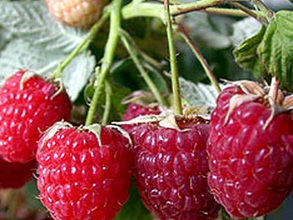 Продам саджанці малини