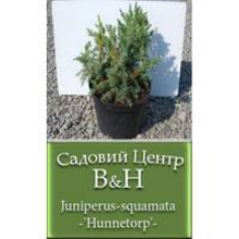 Купити саджанці ялівцю можна на сайті
