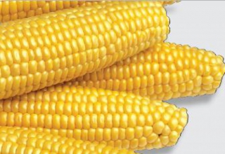 Насіння цукрової кукурудзи