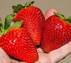 В продаже клубника Альба – рассада фриго