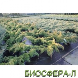 Купити ялівець китайський Плюмоза Ауреа (Juniperus chinensys Aurea)