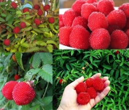 Купить саженцы малины земляничной (Rubus illecebrosus)