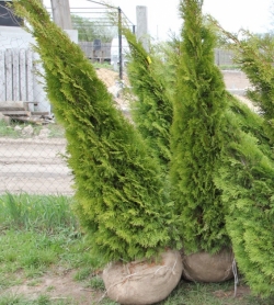 Предлагаем туи купить (Киев)
