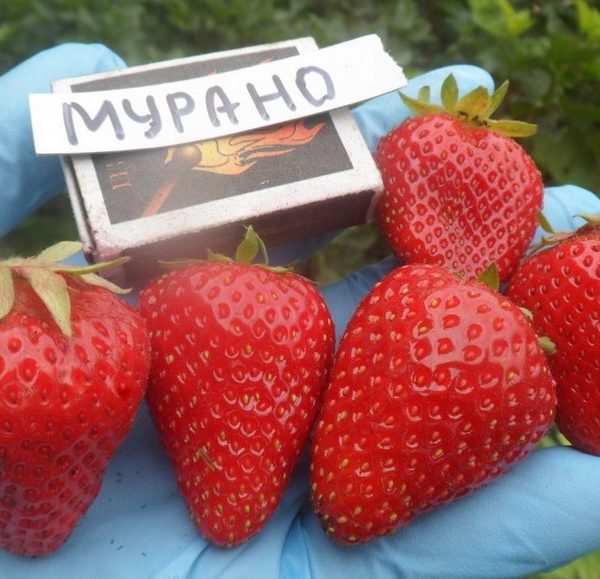 Полуниця сорту «Мурано», купити розсаду оптом