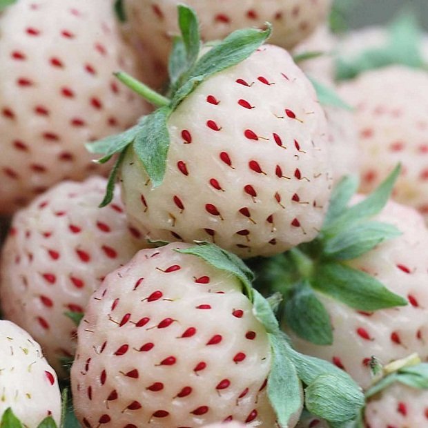 В продаже саженцы клубники
