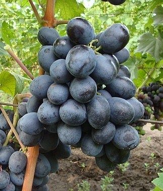 Каталог сортов винограда. Купить саженцы сорта Руслан