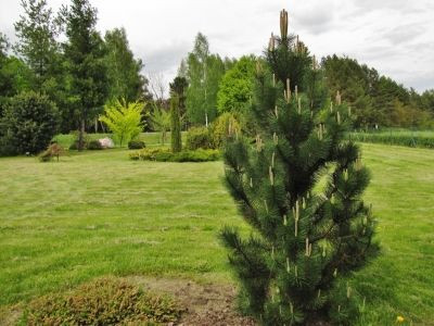 Розплідник хвойних дерев СакураСад: в продажі ялина, сосна, туя, тис