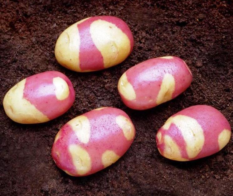 Насіннєва картопля купити найкращі сорти можна у нас