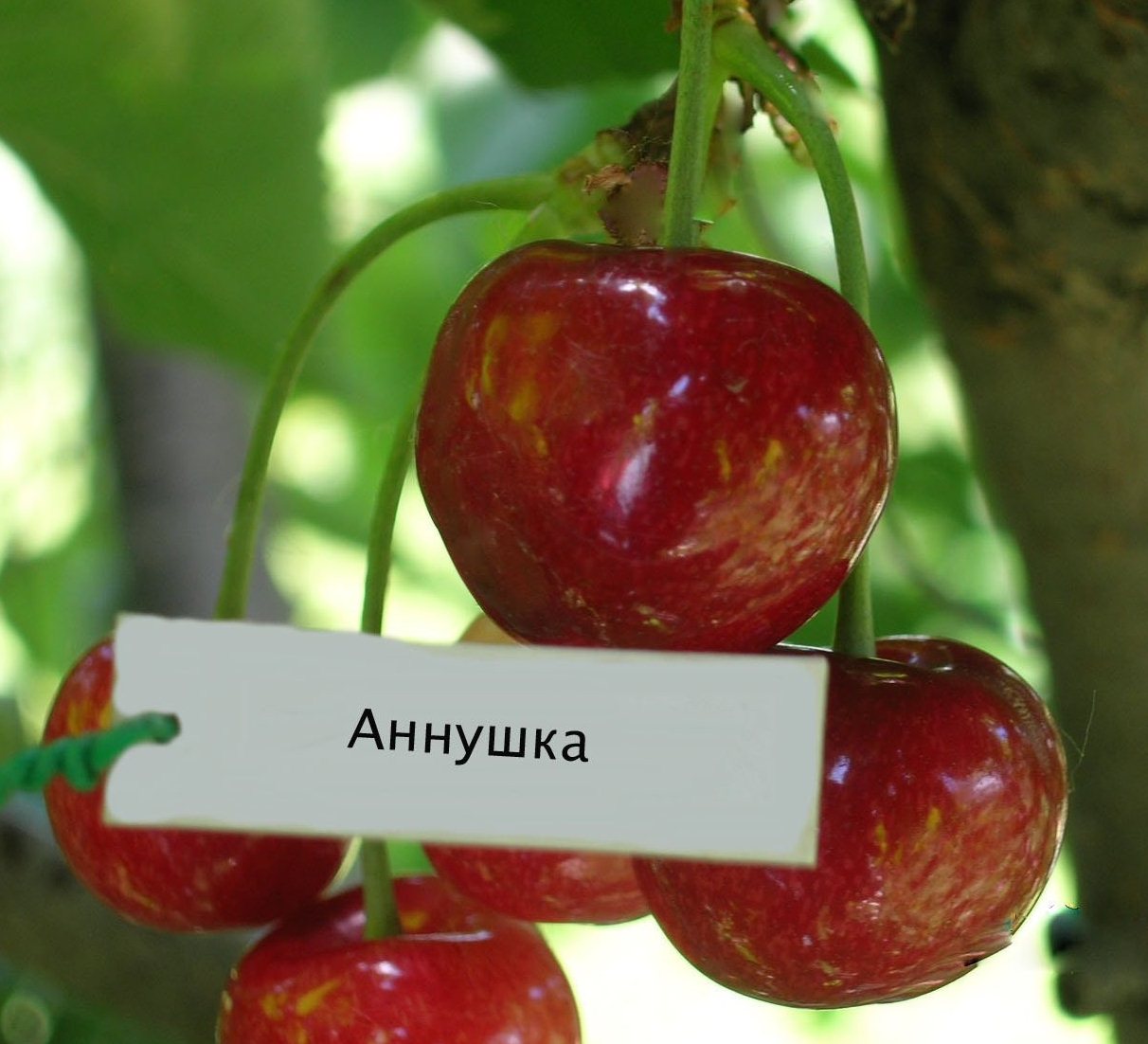 Купить саженцы плодовых деревьев по почте