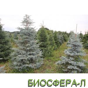 Акция на хвойные садовые растения: ель голубая недорого!