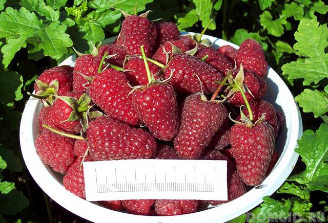 Черенки малины Полана недорого у нас