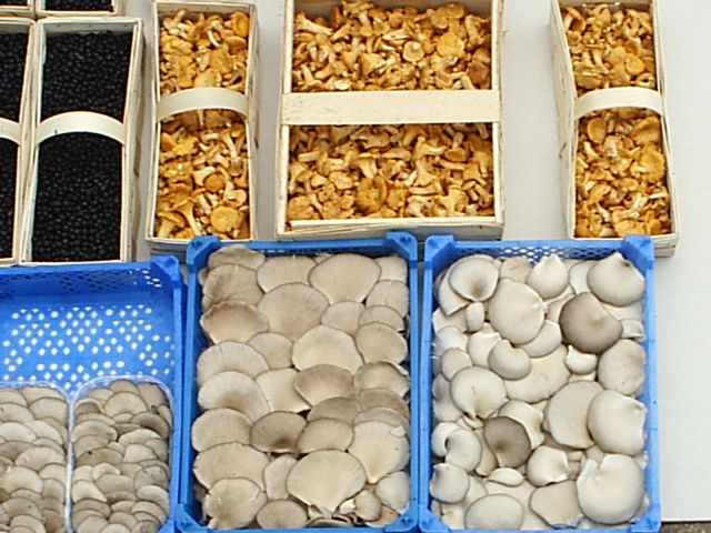 Покупка грибів оптом недорого: доступні ціни на всю продукцію!