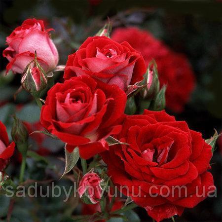 Бордюрные розы: купить саженцы по доступной цене