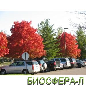 Декоративный клен в продаже оптом – выгодная цена!