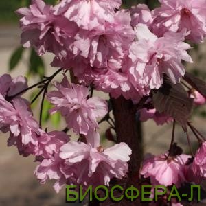 Слива пурпурная цена выгодная Киев