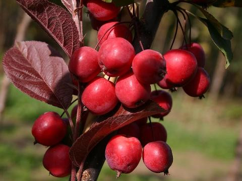 Купить саженцы райской яблони по доступной цене