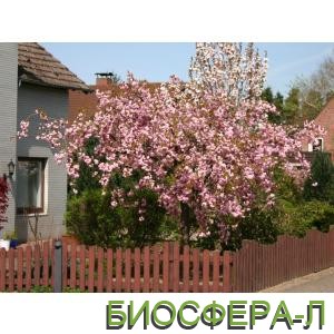 Японські декоративні дерева: сакура у продажу