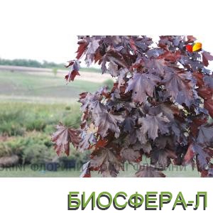 Клен декоративний гостролистий недорого!