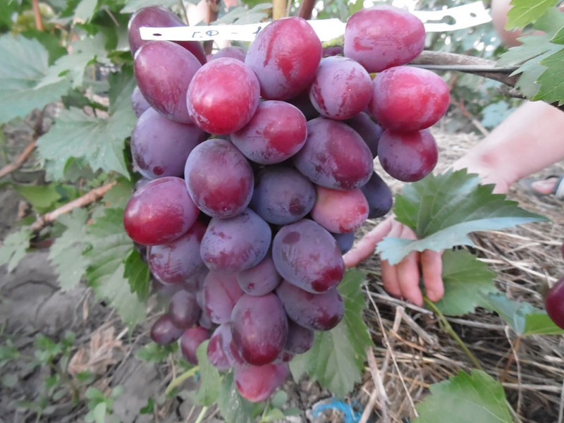 Саженцы и черенки винограда купить