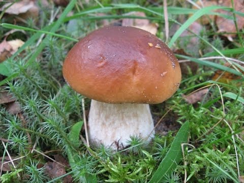 Продаж міцелію недорого