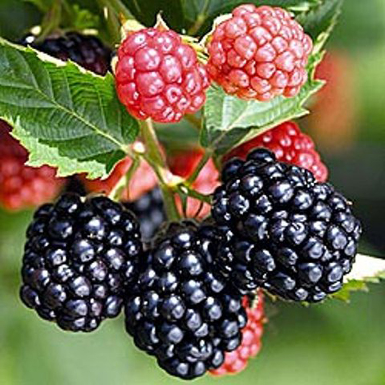У продажу тріпл краун ожина