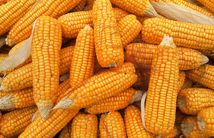 Купити кукурудзу оптом !