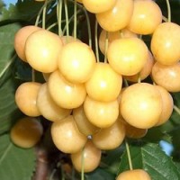 Покупайте саженцы черешни из питомника