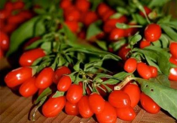 Продаж саджанців годжі - доставка по Україні!