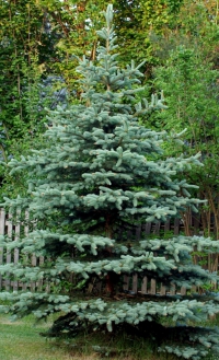 Продается ель сербская (Киев)